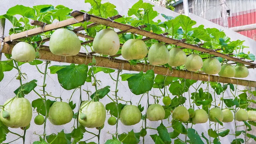 Easy and Effective – how to grow Honeydew Melon at home and harvest ...