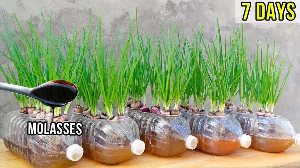 How to grow green onions with molasses in plastic bottles, grow green