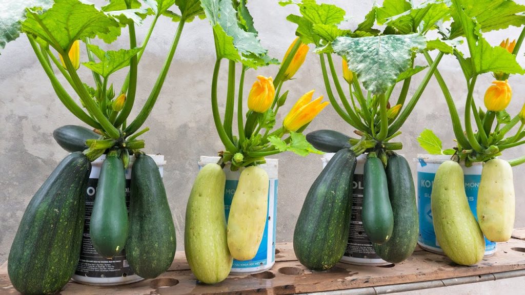 Great tip, Growing zucchini with husks in a pot of soil gives a lot of