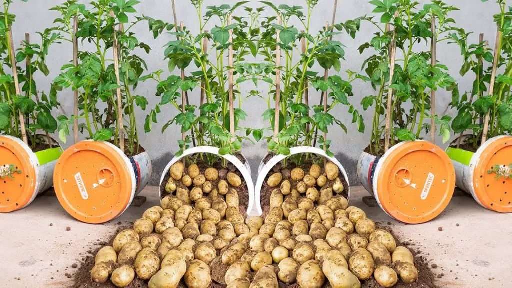 Revealing how to grow potatoes in plastic containers for more tubers Use fertilizer from fish