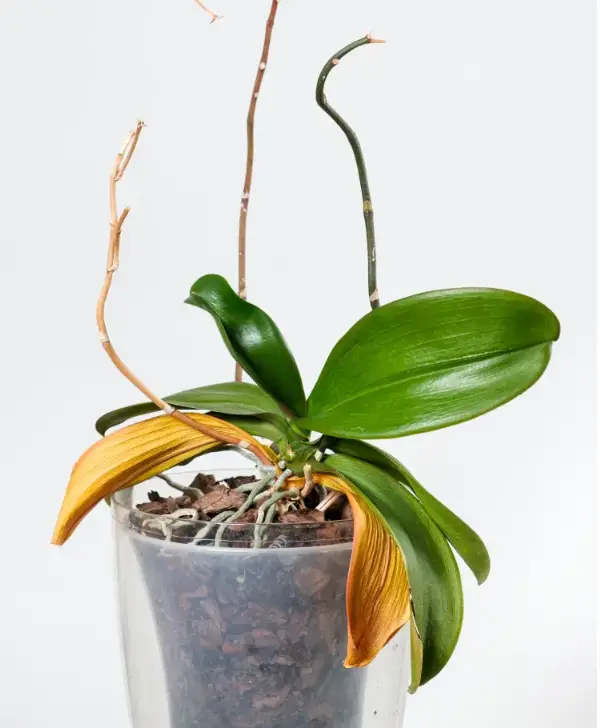 CAN YOU SAVE AN ORCHID WITH A DRY STEM? SHOULD WE CUT IT TO RESUSCITATE ...