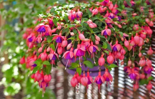 HOW TO PRUNE FUCHSIAS? WHEN SHOULD YOU PRUNE SO THAT THE PLANT CAN ...