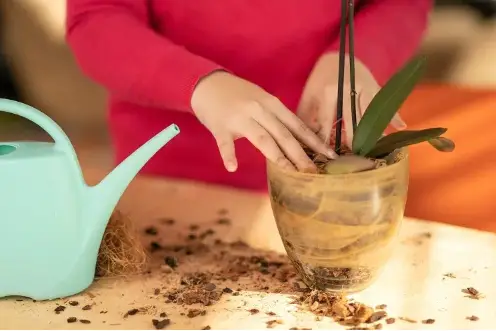 HOW TO PROPAGATE AN ORCHID WITH A POTATO LIKE A PRO? EASY STEP BY STEP