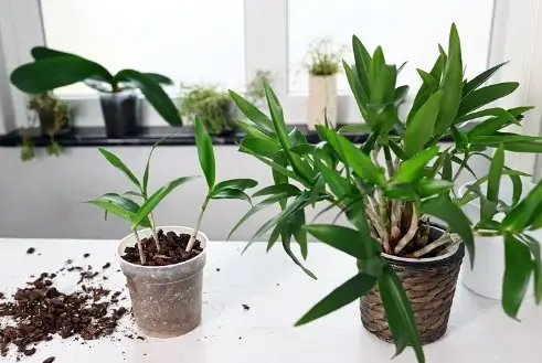 HOW TO PROPAGATE AN ORCHID WITH A POTATO LIKE A PRO? EASY STEP BY STEP