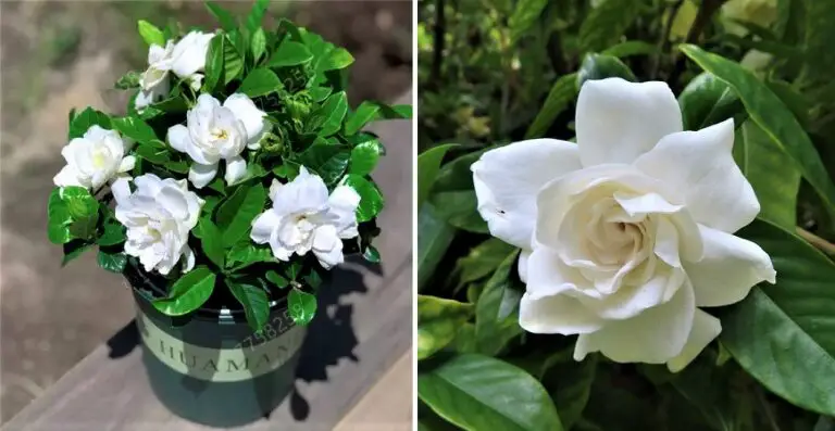 What Meaning do Gardenia Flowers Have? – Plants and Garden Tips