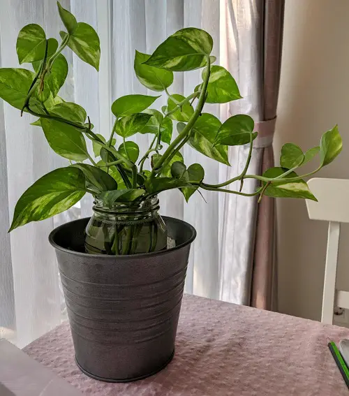 The 5 Best Plants that Oxygenate Your Home Plants and Garden Tips