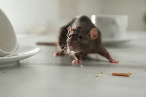 HOW TO GET RID OF RATS WITH FLOUR OR OTHER NATURAL SOLUTIONS? OUR ...