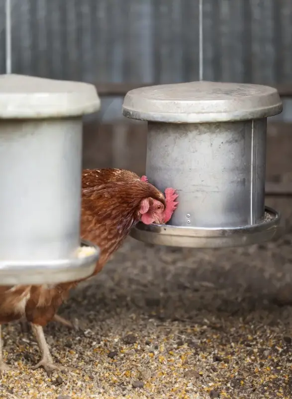 WHY DO CHICKENS ATTRACT MICE? HOW TO GET RID OF IT PERMANENTLY? Plants and Garden Tips