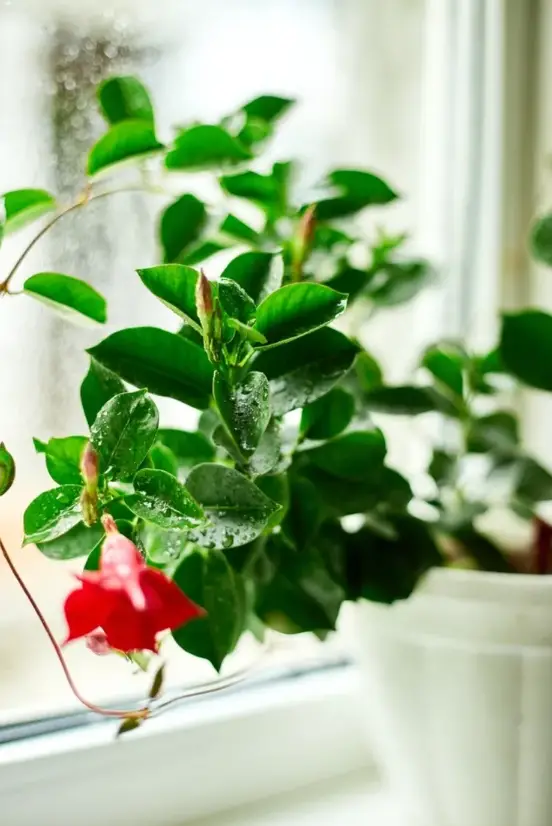 WHAT TEMPERATURE DOES DIPLADENIA TOLERATE? HOW TO TAKE CARE OF IT IN ...