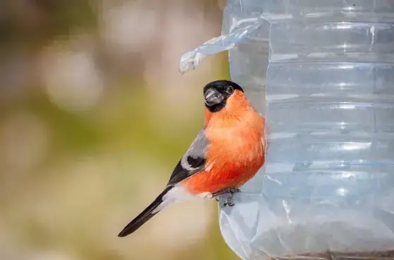WHAT FOOD FOR PEONY BULLFINCHES? DISCOVER THEIR SEASONAL MENU TO