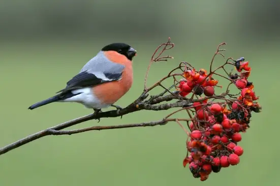 WHAT FOOD FOR PEONY BULLFINCHES? DISCOVER THEIR SEASONAL MENU TO