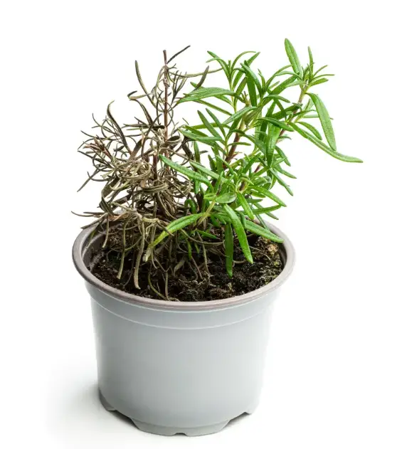 WHY DO ROSEMARY LEAVES TURN BROWN? THE 5 MOST COMMON CAUSES AND TIPS