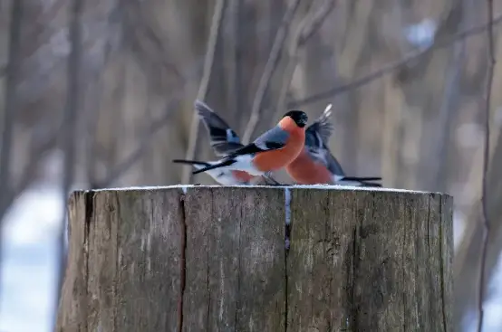 WHERE DO BULLFINCHES NEST? WHAT ARE THEY EATING ? – Plants and Garden Tips