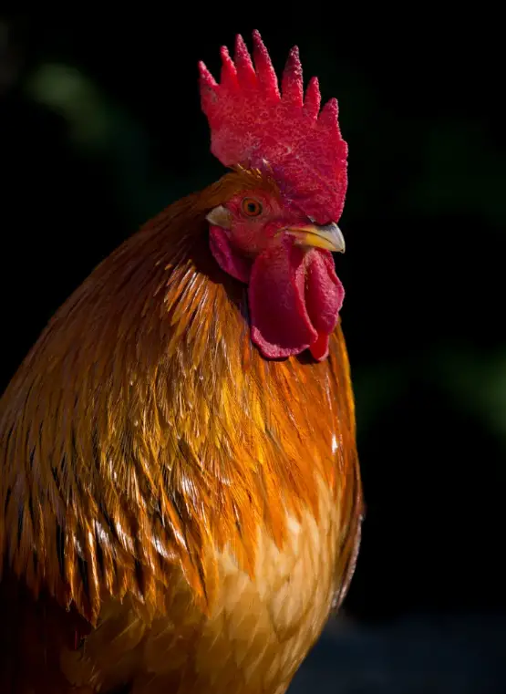 BREEDS OF ORNAMENTAL CHICKENS: OUR TOP 5 TO ADD A TOUCH OF CHEERFULNESS ...