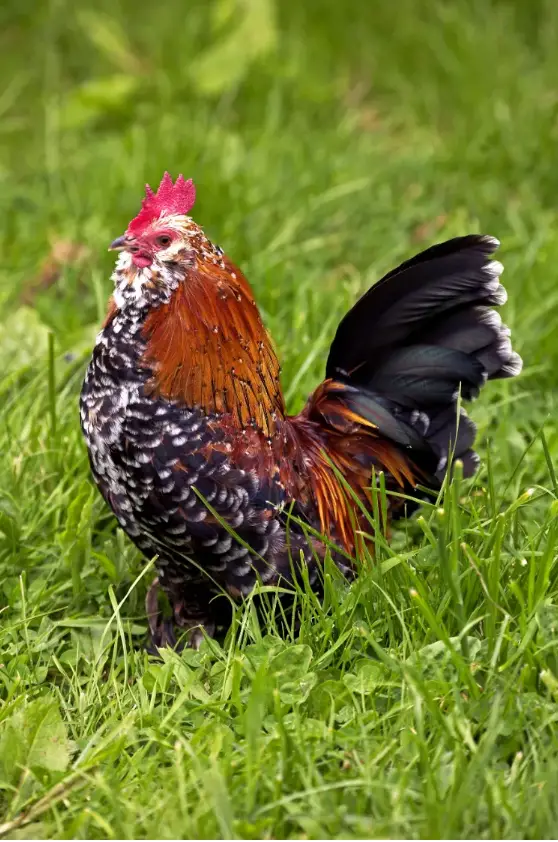 BREEDS OF ORNAMENTAL CHICKENS: OUR TOP 5 TO ADD A TOUCH OF CHEERFULNESS ...