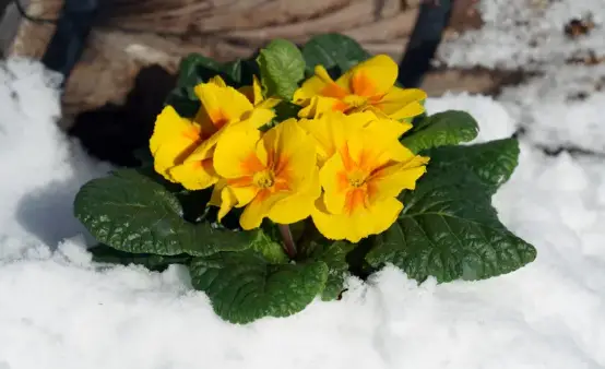 THE FIRST FLOWERS OF THE YEAR ARE ALREADY SHOWING THEIR BEAUTY! WHAT ...