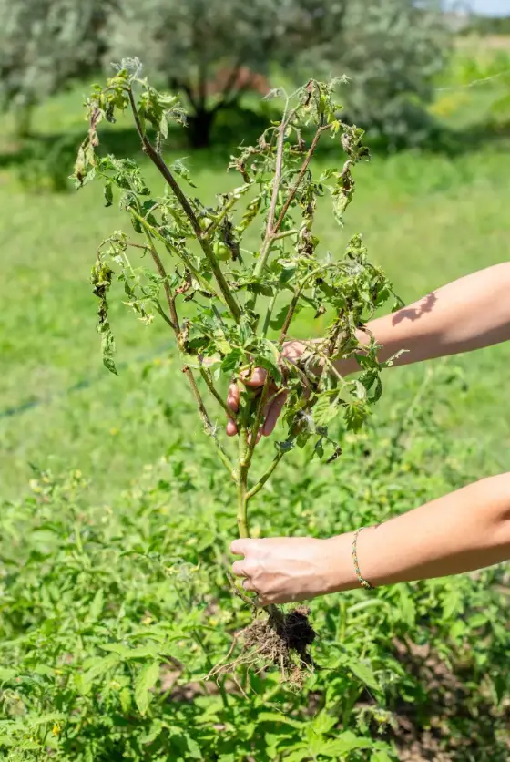 CAN YOU PUT SUGAR IN THE GROUND? IS IT GOOD FOR PLANTS? 5 TIPS THAT