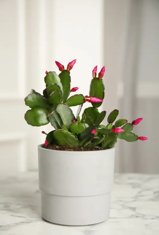 WHY DOES THE CHRISTMAS CACTUS LOSE ITS FLOWER BUDS? SHOULD I ADD
