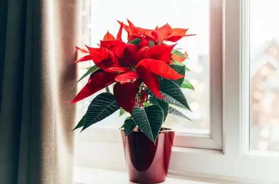 HOW LONG DOES A POINSETTIA LIVE? WHAT DOES IT DEPEND ON? &ndash; Plants and