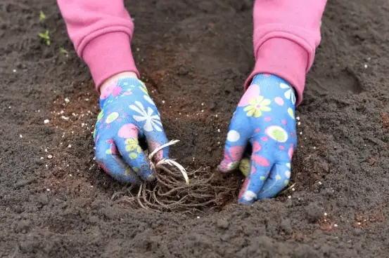 WHAT VEGETABLE CAN YOU PLANT IN JANUARY visual data 2