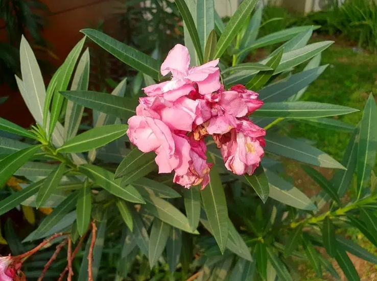 WHY DOES MY OLEANDER LOSE ITS LEAVES IN WINTER? CAUSES AND SOLUTIONS ...