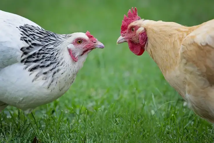 WHY DO CHICKENS PECK EACH OTHER AND HOW TO AVOID IT? – Plants and ...