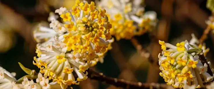 SHRUB WITH YELLOW FLOWERS IN WINTER: 7 SPECIES THAT WILL LIGHT UP YOUR