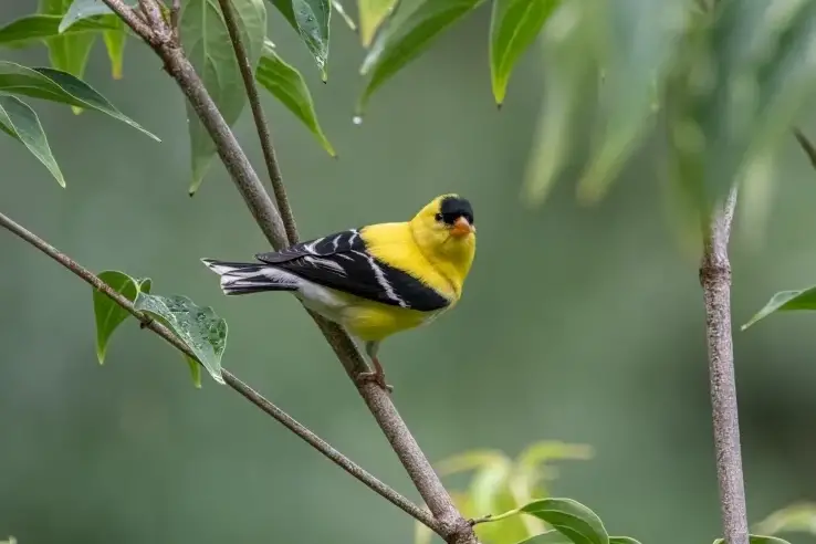 ATTRACTING GOLDFINCHES AND OTHER FEATHERED BIRDS TO YOUR GARDEN