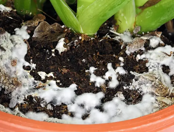 WHAT IS WHITE MOLD ON HOUSEPLANTS IN WINTER? HOW TO TREAT IT? 3