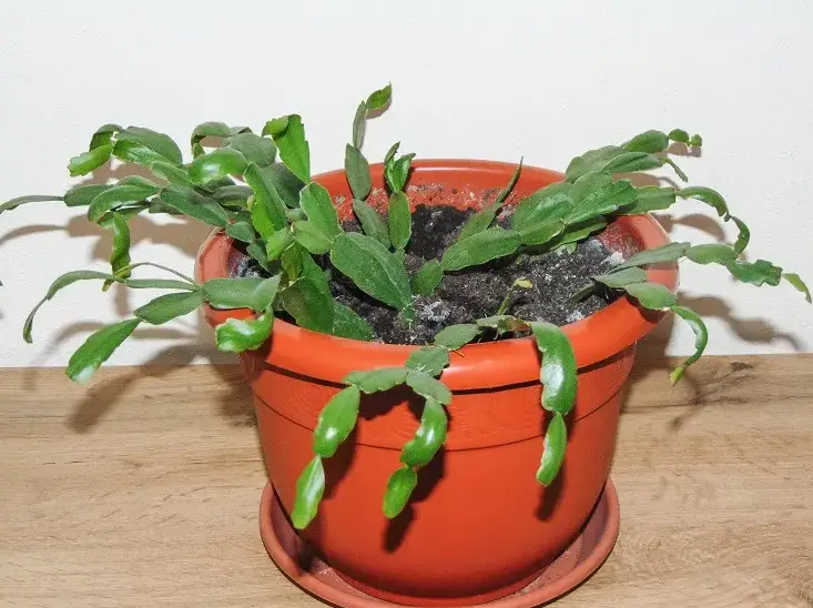 HOW TO WATER A SCHLUMBERGERA HOW OFTEN? CAN WE ACHIEVE NATURAL