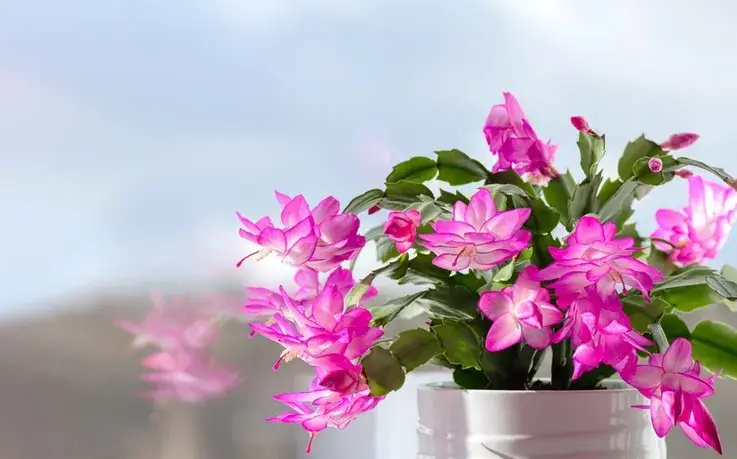 HOW TO WATER A SCHLUMBERGERA: HOW OFTEN? CAN WE ACHIEVE NATURAL ...