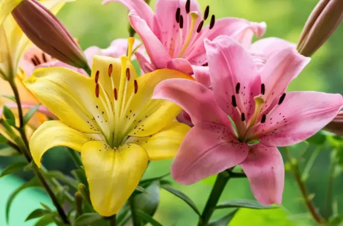 Does the Lily Fear Frost? How to Maintain the Royal Flower in Winter ...