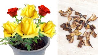 Unlocking the Power of Banana Peels for Rose Health &ndash; Plants and Garden