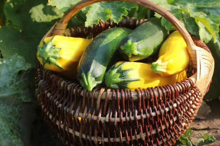 Why Does Green Zucchini Turn Yellow After Picking? Everything You Need