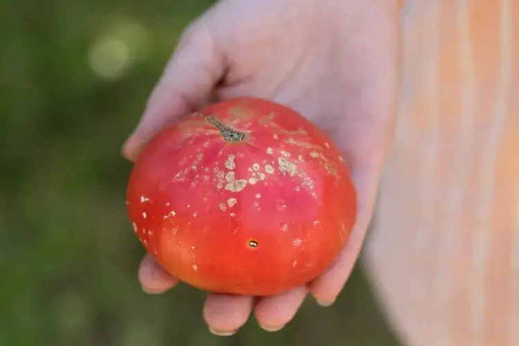 Why Do Tomatoes Have Yellow Spots? Are They Caused by a Disease and Can