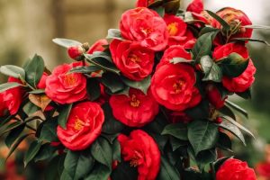 Can You Keep a Camellia Indoors in Winter? Is It Adapted to Indoor ...