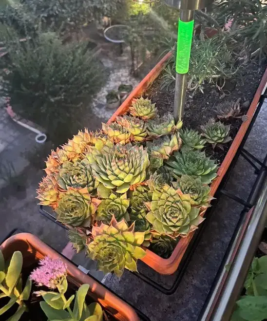 6 Ground Cover Succulents for a Dry, Exotic Garden Without Maintenance