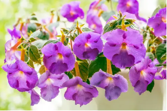 How to Make Achimenes Bloom and Maintain Them Properly – Plants and ...