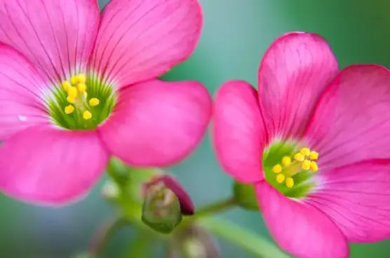 How to Make Achimenes Bloom and Maintain Them Properly – Plants and ...