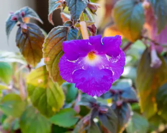 How to Make Achimenes Bloom and Maintain Them Properly – Plants and ...