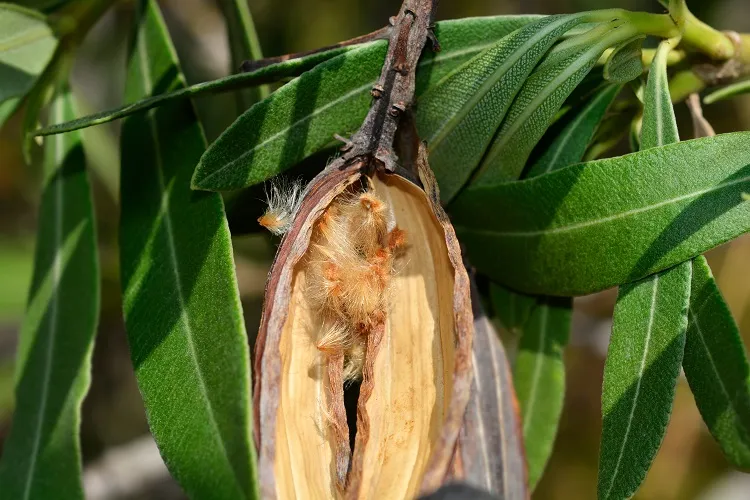 How To Plant Oleander