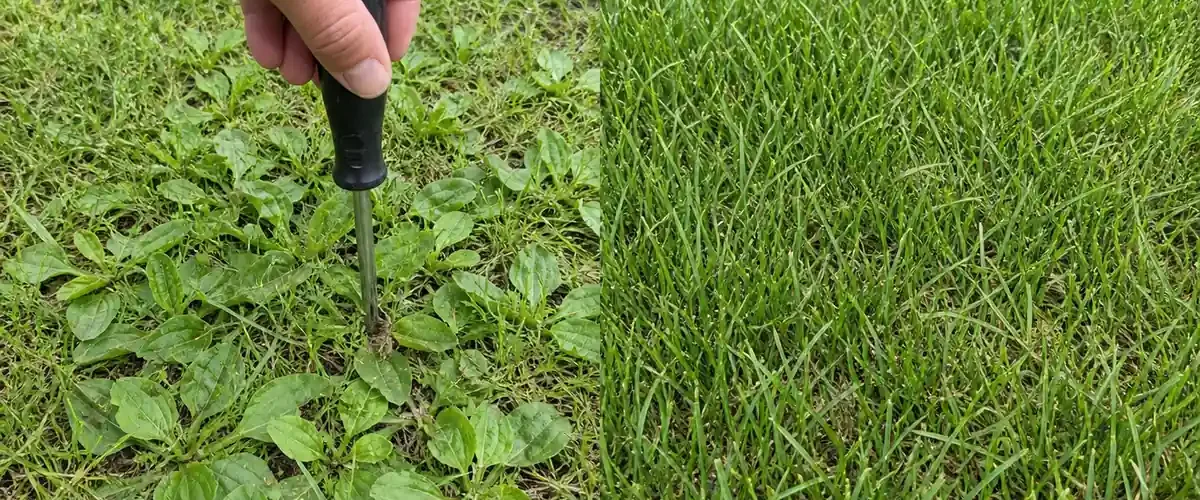 Broadleaf plantain patch before repaired looser soil and thick chosen cover afterward