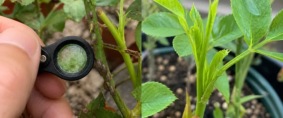 Aphid and scale infested plant before clean healthy growth afterward