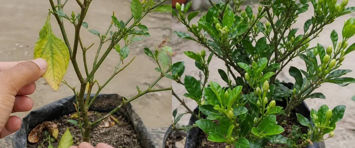 Yellow flowering plant before healthy new leaves and profuse blooms afterward