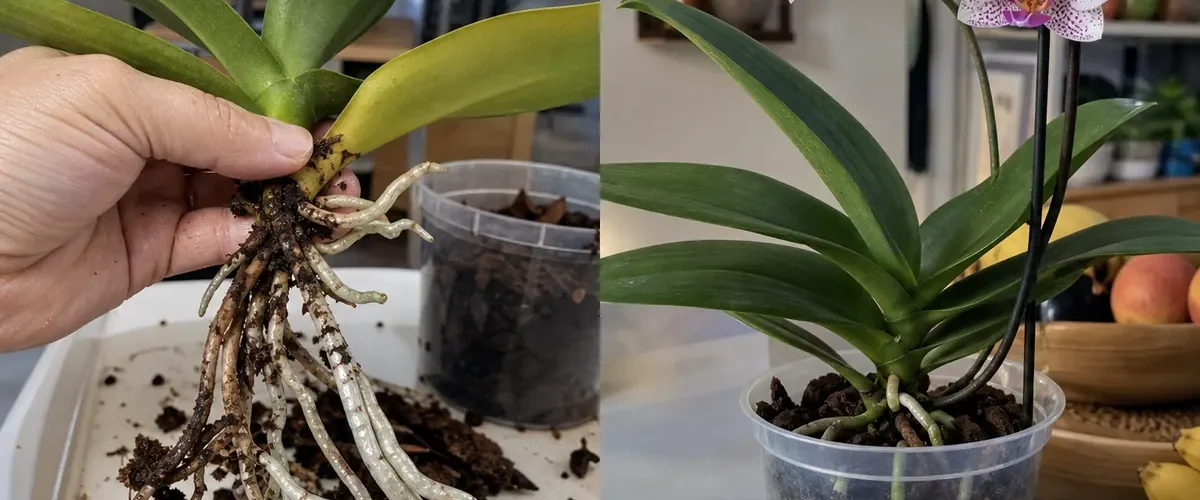 Rotted orchid roots before firm green root tips and new blooms afterward