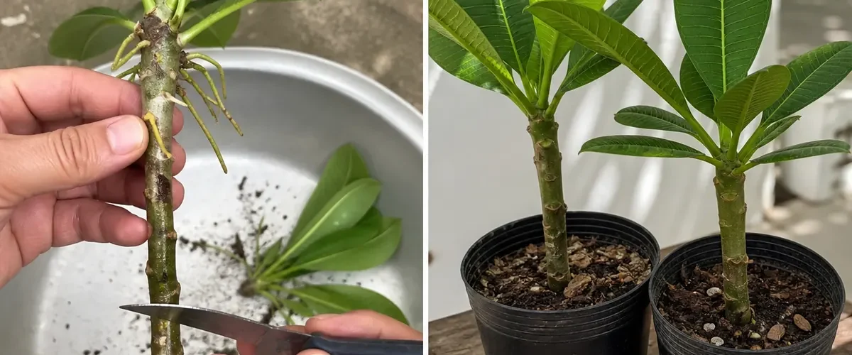 Top-heavy old orchid with aerial roots before stable renewed root growth afterward