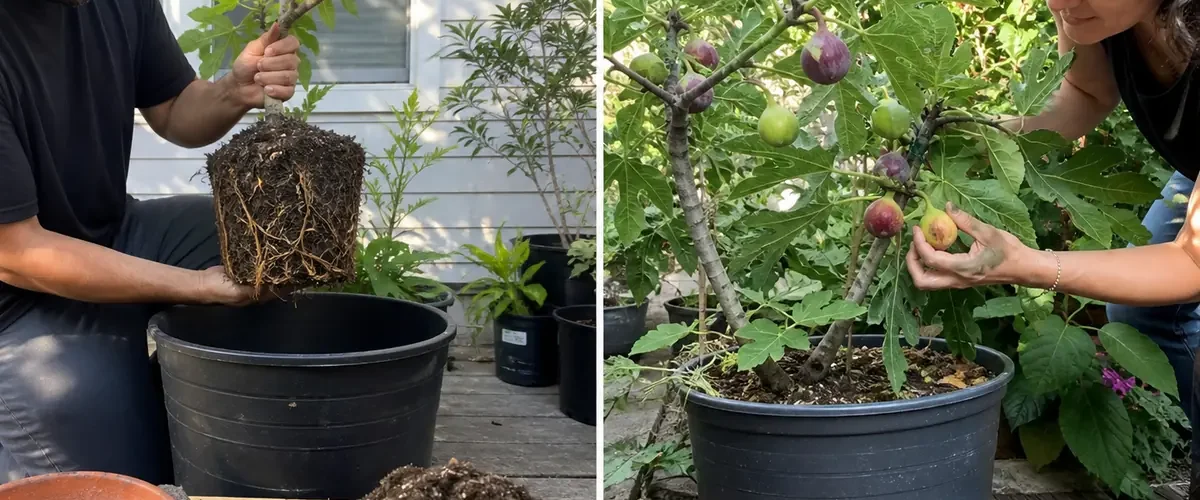 Young potted fig before a compact tree with ripe fruit afterward