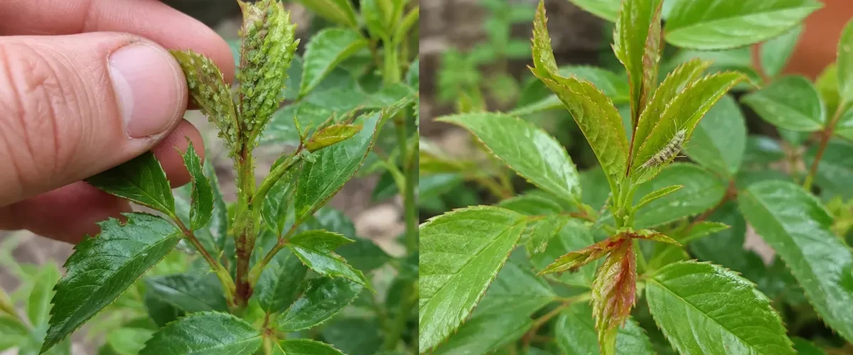 Aphid-covered shoot before clean new leaves and a beneficial insect afterward