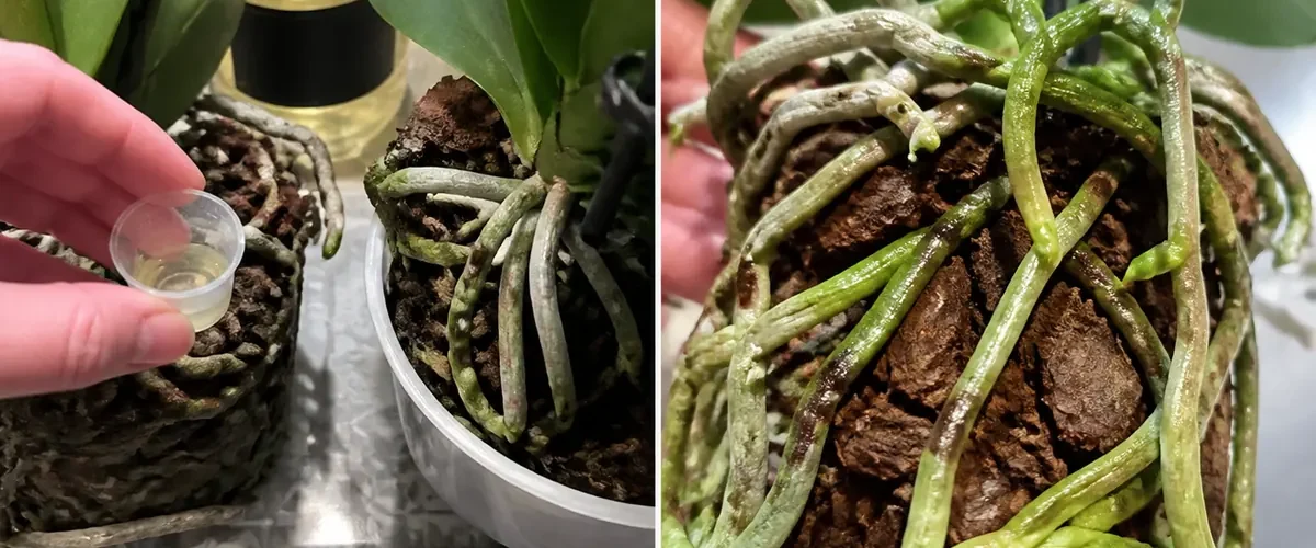 Sluggish orchid beside corn water before clean new root tips and leaf growth afterward