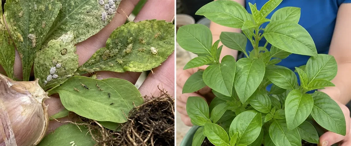 Orchid pests and garlic residue before clean healthy growth afterward